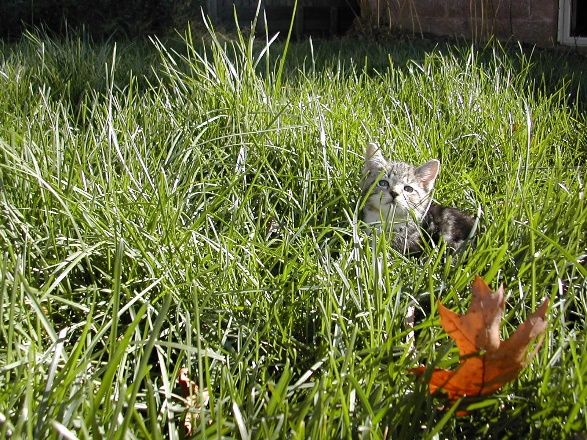 Untzag in the grass.
